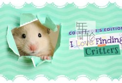 switch游戏《我喜欢寻找小动物：珍藏版 I Love Finding Critters Collectors Edition》英文版nsp下载