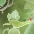 [单机游戏]《植物精灵HD版 Botanicula HD》中文版下载