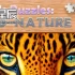 switch游戏《这是谜题：野性（It's Puzzles: Wild Nature）》英文版nsp下载