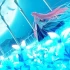 switch游戏《月姬 -A piece of blue glass moon-》中文版nsp下载【含1.0.1补丁】