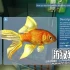 单机游戏《Aquarist - 建造水族馆，养鱼，发展你的事业！》中文版下载