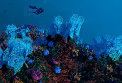 生态系统 Ecosystem 单机游戏英文版下载