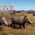 单机游戏《猎人之路:蒂卡蒙平原 Way of the Hunter - Tikamoon Plains》中文版下载