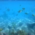 switch游戏《水族馆电视Aqua TV 》英文版NSP下载